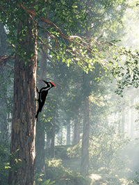 Metal Woodpecker Wall Art - Rust-Resistant Outdoor Decor For Garden & Patio